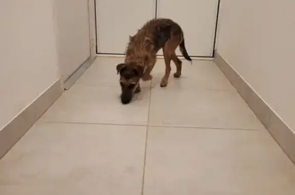 Petit chien marron trouvé à Pocé-les-Bois - photo