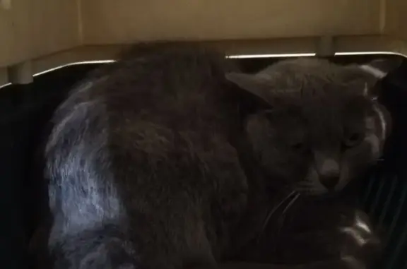 Animaux trouvés Pont-sur-Yonne, photo: Chartreux bleu trouvé, rue Auguste Renoir