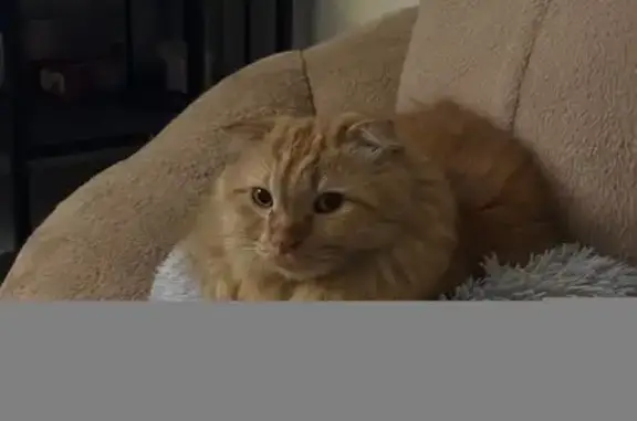 Lost Scottish Fold Cat in Anchorvale