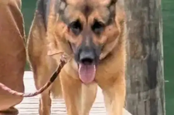 Lost Dog: Chase with Carhartt Collar