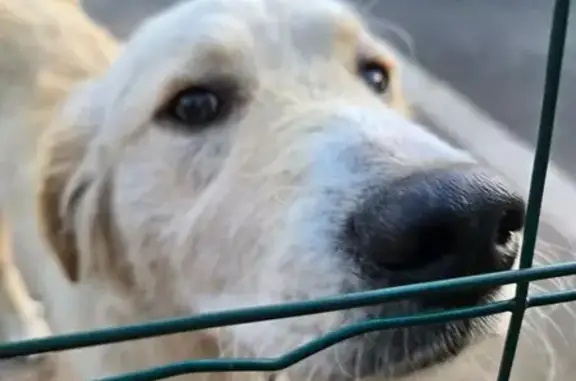 Animaux trouvés , photo: Jeune Golden Retriever trouvé à Lecci