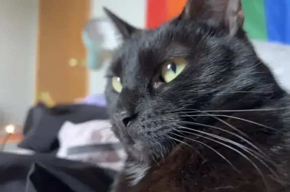 Lost ESA Cat: Ebony Near Hinshaw Rock