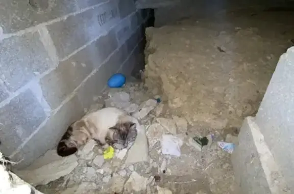 Chat trouvé , photo: Chat siamois blessé trouvé à La Sauvetat