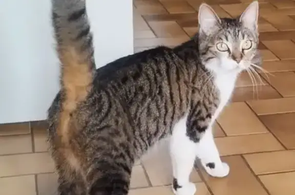 Animaux trouvés Thierville-sur-Meuse, photo: Chat trouvé Rue Jules Poncet, Thierville