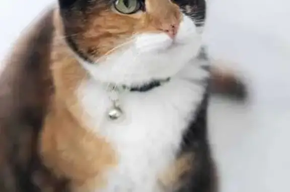Lost Calico Cat: Manor Glen Drive, Suwanee