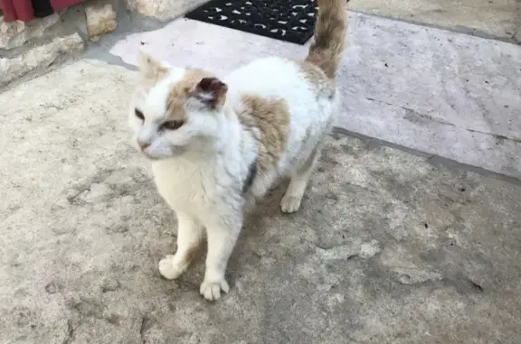 Animaux trouvés , photo: Chatte tricolore blessée, Saint-Martin