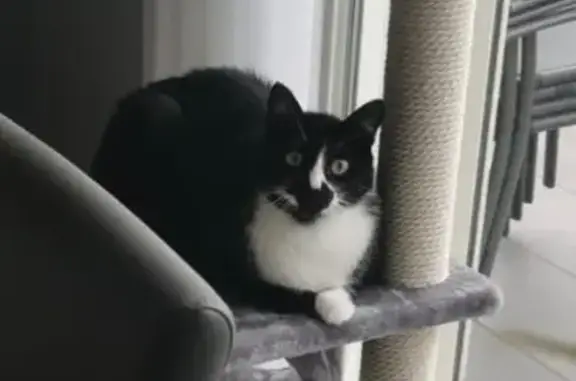Chatte Mimi disparue à Tournon-sur-Rhône - photo