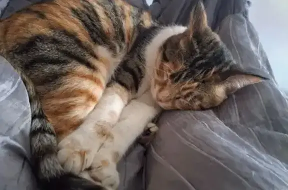 Gato Tricolor Perdido en Granada: Ayuda
