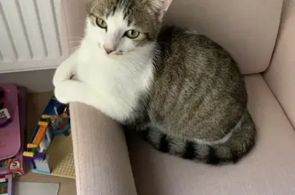 Animaux perdus Versailles, photo: Chatte perdue à Versailles, 2 ans, tigrée-blanche