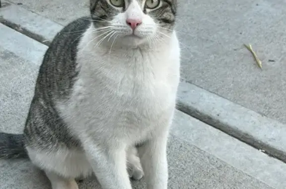 Missing: Friendly Gray & White Tabby