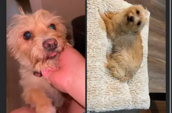 Help Find Belle: Lost Terrier in El Paso!