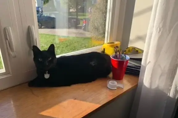 Lost Black Cat Near Capital City Clinic