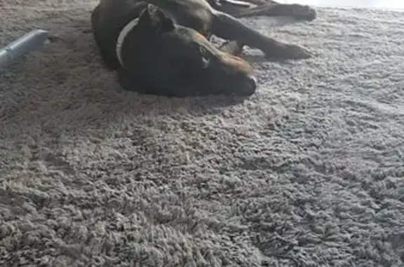 Lost Dog: Timid Black & Brindl...