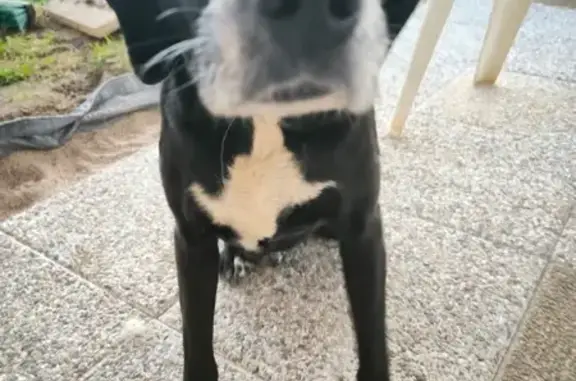 Chienne noire et blanche perdue à Chevannes - photo