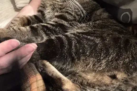 Lost Tabby Cat in Chippewa Falls Area