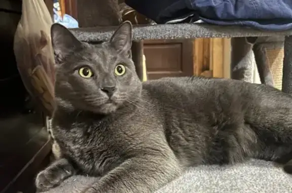 Friendly Lost Cat in Cicero - Help Find!