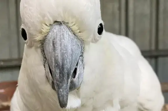 Lost Sulphur-Crested Cockatoo...