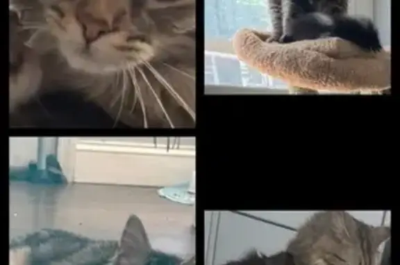 Lost Long-Haired Cat: West Albanus St.