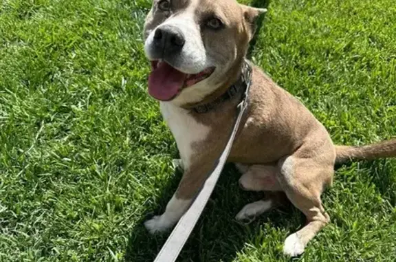 Sweet Male Dog Found on 58th & Georgia
