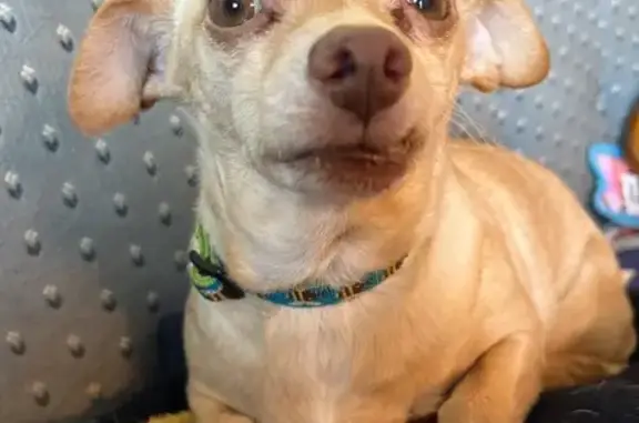 Lost Dog: Friendly, Tan, 15 lbs, Wallingford