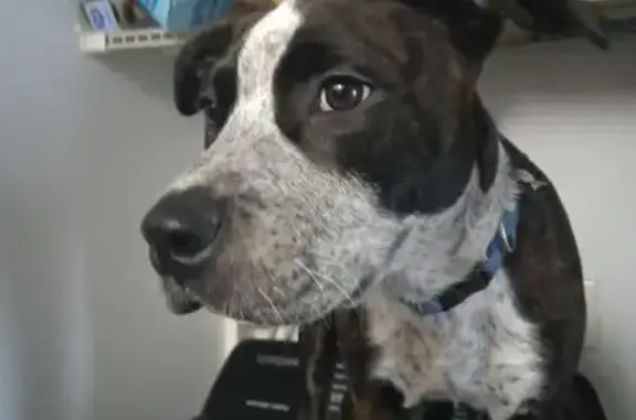 Lost Dog: Bright Orange Collar, Indy
