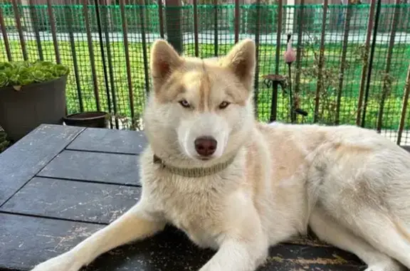 Missing: White Husky in East LA