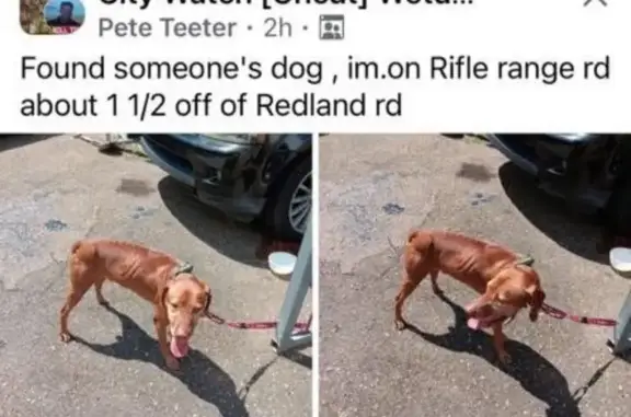 Friendly Red & White Dog Lost on Nancy Ct