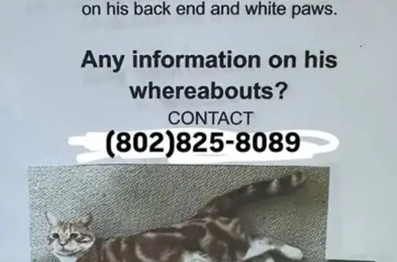 Lost: Orange Cat with Cheetah Spots