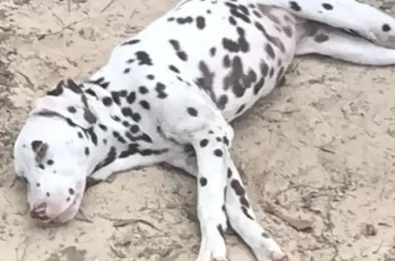 Lost Dog: White with Unique Spot Markings