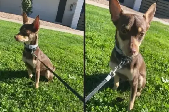 Lost Dog on East Roeser Rd, Phoenix