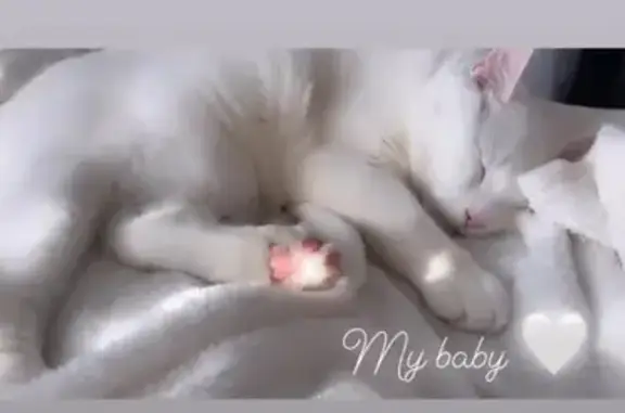 Lost Shy White Cat - $50 Reward, Troy
