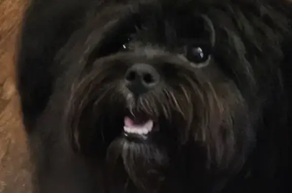 Lost Dog: Black with White Stomach in Snellville