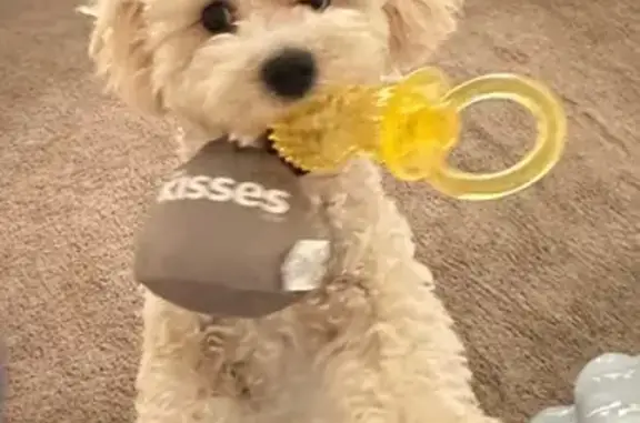 Lost White Cava-Poodle on Curry Ford Rd