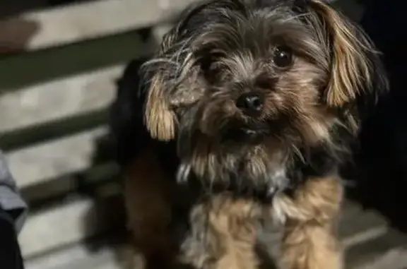 Lost Dog: Black/Brown, Red Collar, Whitewright
