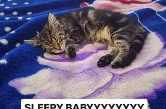 Lost Tabby Cat: Grey/Black, Bl...