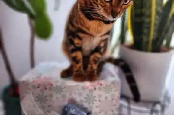 Missing Bengal Cat: Gold & Black in Lakewood