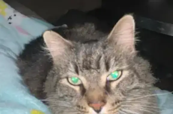 Lost Cat: Little Africa in Tabernacle