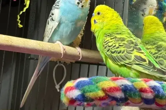 Lost Bird: Green & Yellow in Olathe