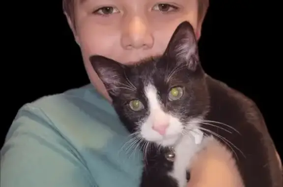 Lost Tuxedo Cat: Distinctive Markings