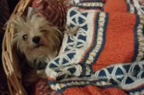 Lost Morkie Stella: Help Bring Her Home!