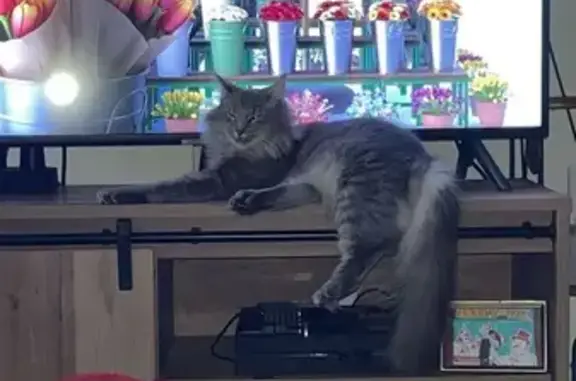 Lost Grey Cat: Anya Missing in Marietta