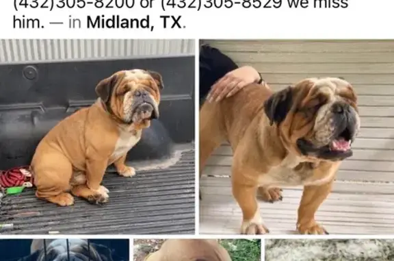 Blind Dog Lost on West County Rd 134