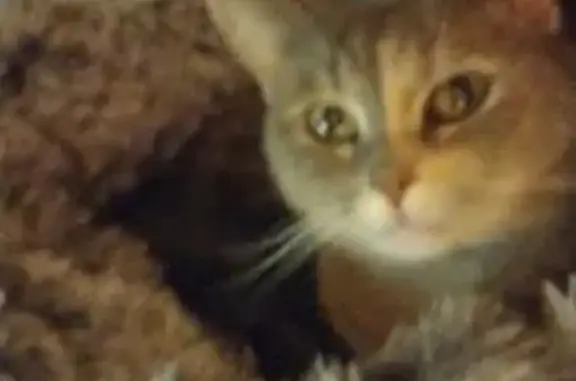 Lost Cat Pebbles: Grey with Orange Spot