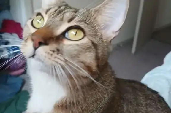 Lost Cat: Milo Missing in Colorado Springs