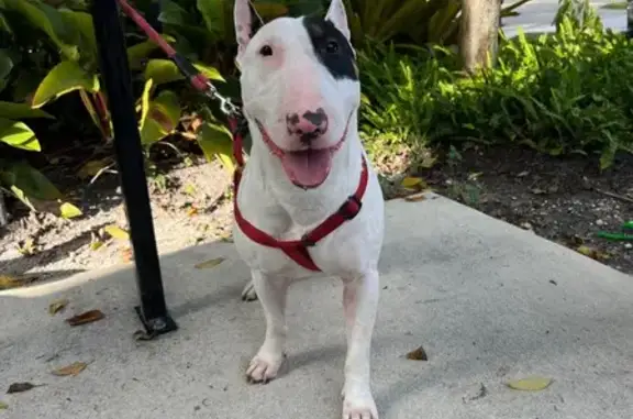 Perro Blanco Perdido en North Lauderdale