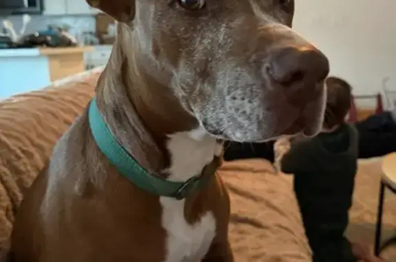 Lost Dog Alert: Friendly George Missing!