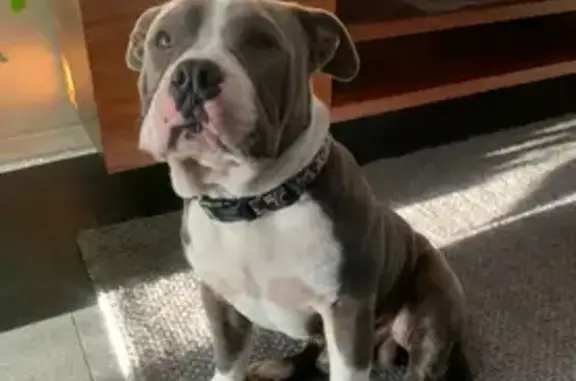 Lost Chunky Bully in Cessnock Area