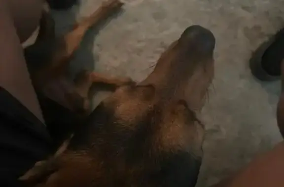 Lost Dog: Help Find Copenhagen in Eustis