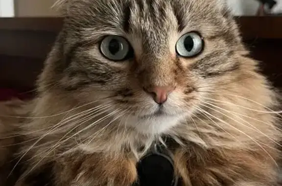 Animaux perdus Issy-les-Moulineaux, photo: Chat perdu à Issy : Noisette, poils longs