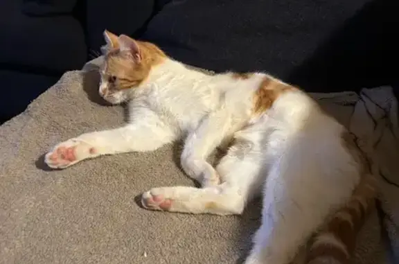 Animaux perdus , photo: Chat perdu: jeune roux et blanc, Louchy-Montfand